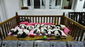 google-panda
